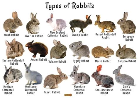 What Are the Different Types of Rabbits? | Here Bunny