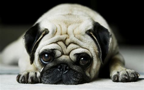 Pug Wallpapers on WallpaperDog