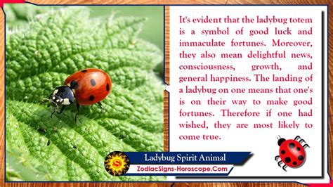 Ladybug Spirit Animal: Totem, Meaning, Symbolism and Dreams | ZSH