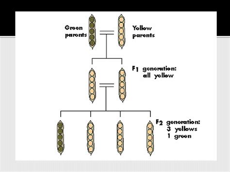 Classical genetics