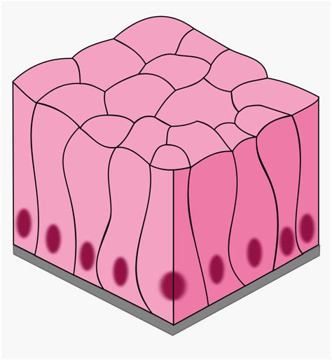 Simple Epithelial Tissue Diagram, HD Png Download - kindpng