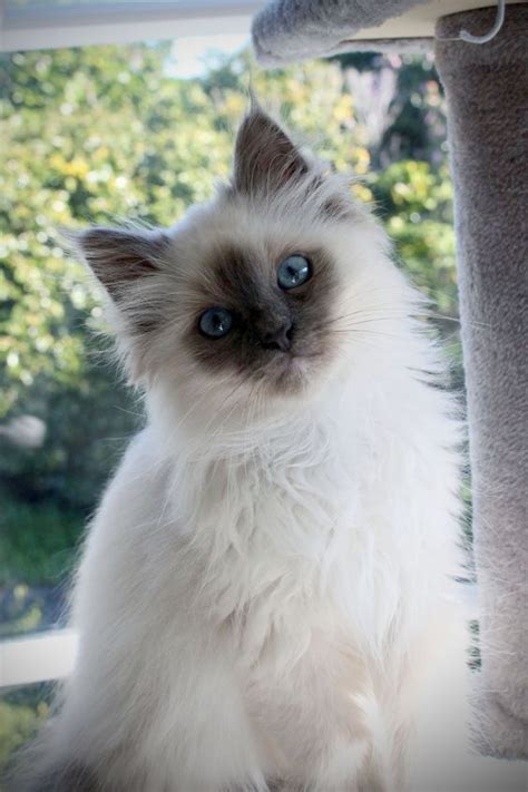 Quiet Cat Breeds: Birman Birman Kittens, Siamese Kittens, Cute Cats And ...