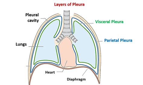 Pleuras Parietal E Visceral - RETOEDU