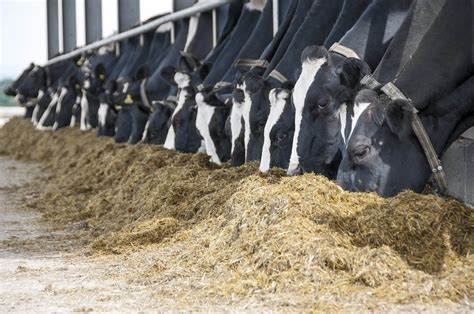 Cattle Feeding In A Barn – Quality Liquid Feeds