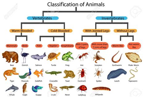 Flow Chart Of Plant And Animal Kingdom - Flowchart Examples