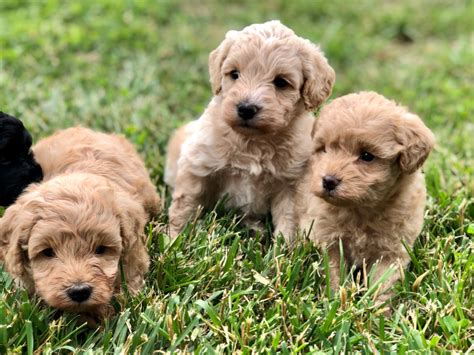 Schnoodle Puppies - Countryside Puppies