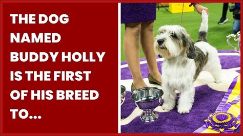 THE DOG NAMED BUDDY HOLLY IS THE FIRST OF HIS BREED TO WIN THE ...