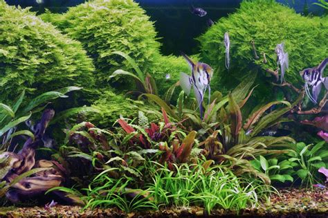 Challenges of keeping live plants in the aquarium