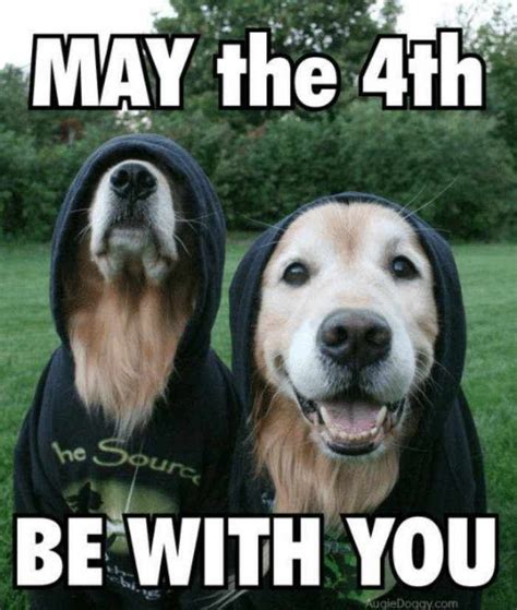 Funny May The 4th Be With You Memes | Funny animals, Dogs golden ...