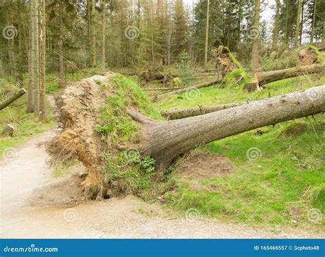 Trees Blown Down by Strong Storm Winds Stock Image - Image of forestry ...