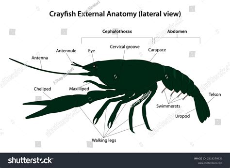 Crayfish External Anatomy Lateral View: ภาพประกอบสต็อก 2218279333 ...