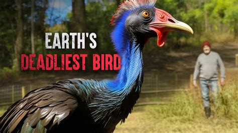 How to Survive a Cassowary Attack - YouTube