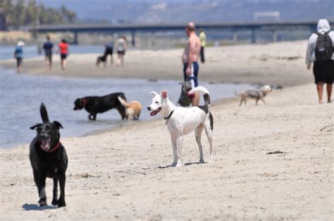 Dog Beach | Ocean Beach San Diego CA