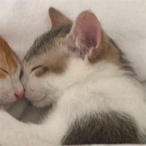 Cute cuddling cats matching profile picture for couple or friends | Cat ...