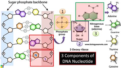 Structure Of Dna Nucleotide Bases