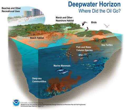 Infographic: Deepwater Horizon - Where Did the Oil Go? | NOAA Fisheries