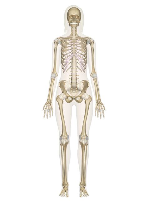 Anatomical Skeleton Diagram