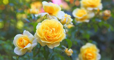 13 of the Best Yellow Rose Varieties to Add Sunshine to Your Garden