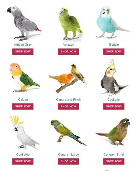 Types of parrot you can pet #budgiesofinstagram #budgies #birds # ...