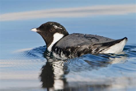 Ancient Murrelet | Sea birds, Bird life list, Birds