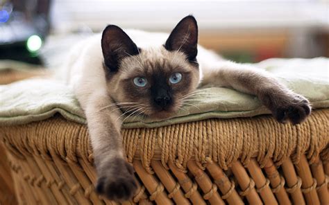 200 Best Siamese Cat Names For Your New Kitten