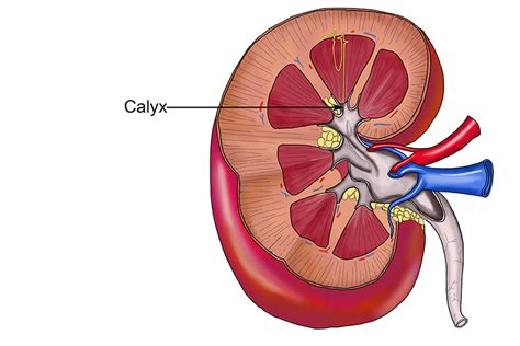 The filtrate and waste become urine which needs excreting