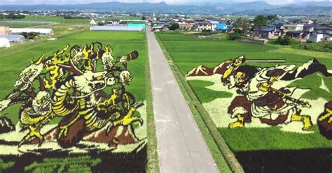 Japanese villagers grow rice into gigantic murals in paddy fields ...