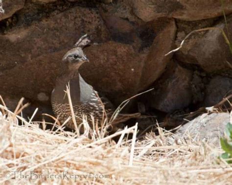 California Quail Female with Chicks | Focusing on Wildlife