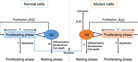 Illustration of the G0 cell cycle model with both normal (left) and ...