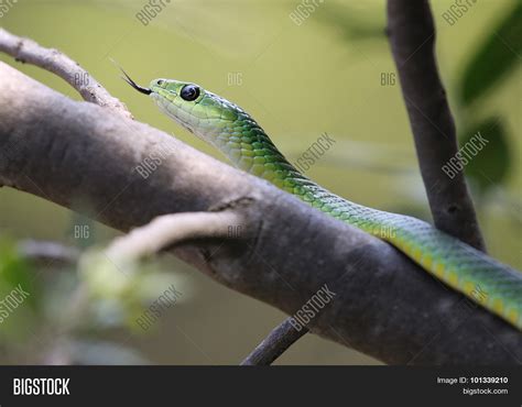 African Boomslang ( Image & Photo (Free Trial) | Bigstock