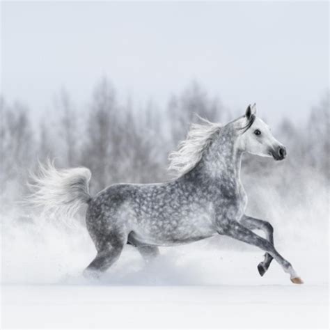 10 Most Beautiful Horse Breeds