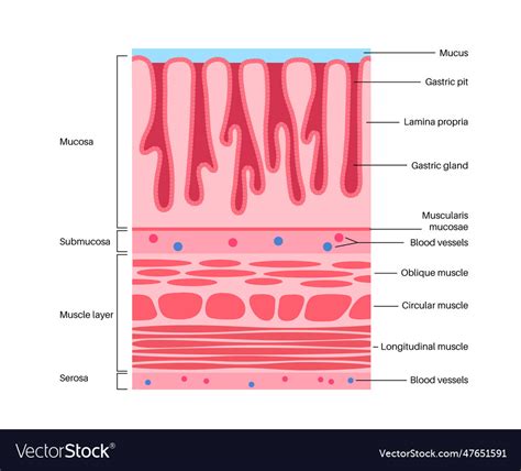 Mucous membrane structure Royalty Free Vector Image