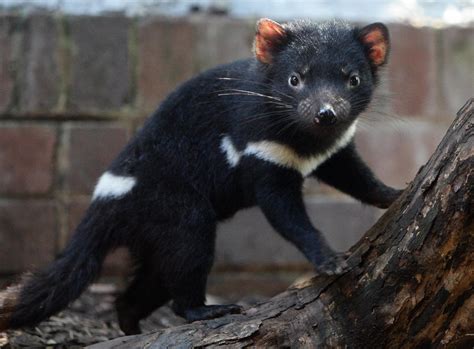 Are Tasmanian devils dangerous? | The US Sun