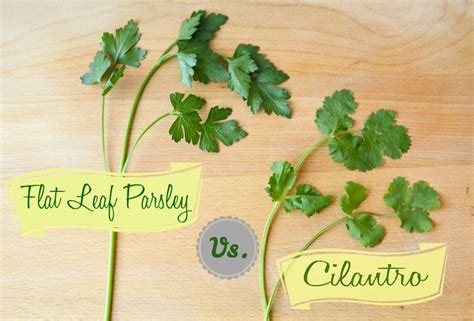 An easy trick to quickly identify Flat Leaf Parsley vs. Cilantro! (Plus ...