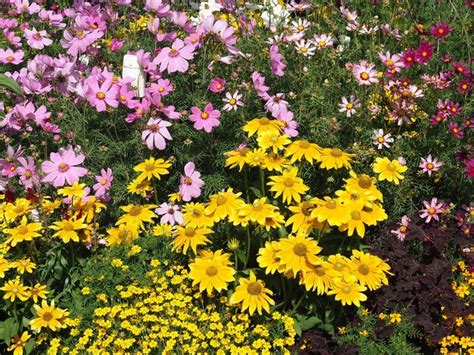 Premium Photo | A garden with flowers and a yellow daisy