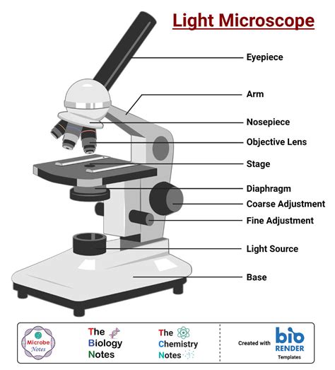 Simple Microscope- Definition, Principle, Magnification, Parts ...