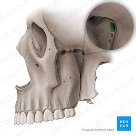 Foramen rotundum | Kenhub