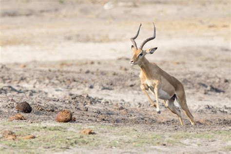 707 Gazelle Running Photos - Free & Royalty-Free Stock Photos from ...