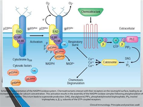 Chronic granulomatous disease