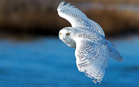 Snowy Owl Bird Flying wallpaper | other | Wallpaper Better