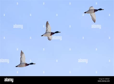 Hilda ogden mural hi-res stock photography and images - Alamy