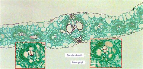 Corn leaf cross-section showing bundle sheaths associated with thekranz ...