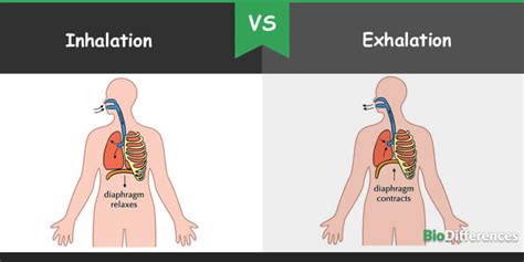 Difference Between Inhalation and Exhalation – Bio Differences