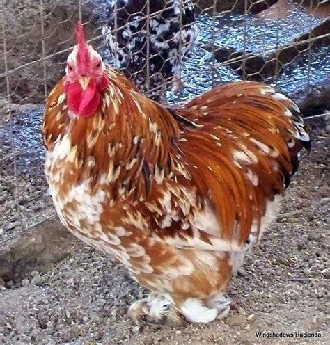 12+ Mille Fleur Bantam Cochin Project Hatching Eggs to Ship 3/20/13 ...