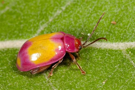 Pink and Yellow Flea Beetle Caraça Natural Park, Minas Gerais, Brazil ...