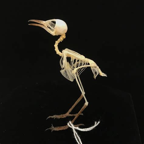 Plain wren-warbler, real bird skeleton (4) available for purchase at Natur.