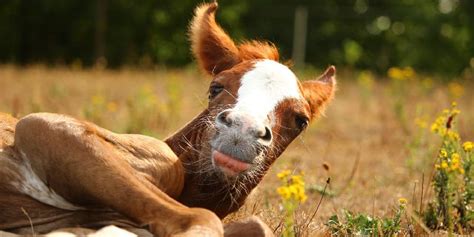 What Is A Baby Horse Called? Facts on Foals – Insider Horse – Latest ...