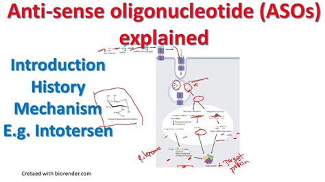 Antisense oligonucleotides explained | ASO mechanism | @BiologyLectures ...