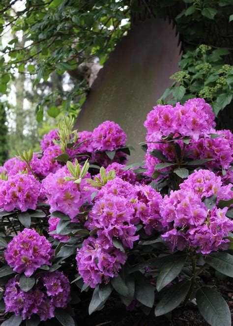 Grow a lush, woodland garden with this selection of shade-loving shrubs ...