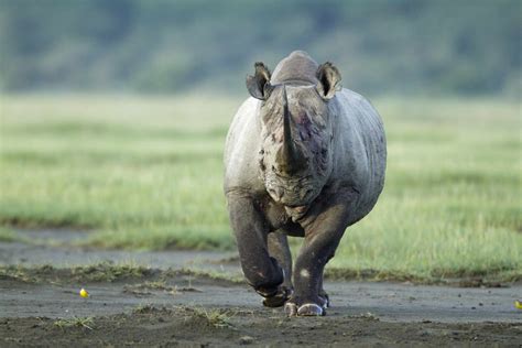 The 9 Most Dangerous Animals in Africa